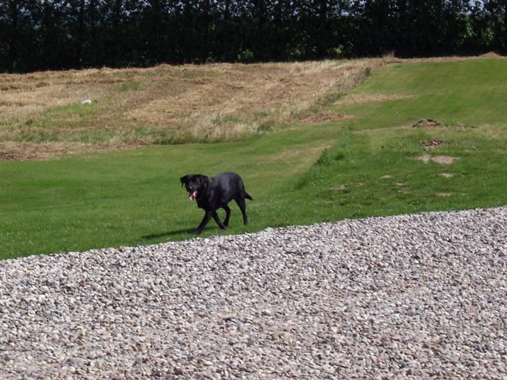 Labrador retriever Nykilde Ashja billede 13
