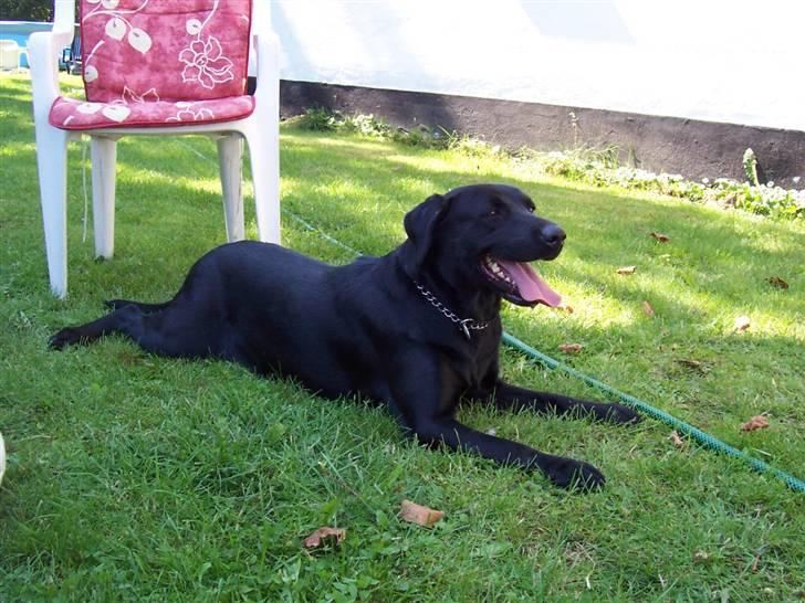 Labrador retriever Nykilde Ashja - Slapper lige af i skyggen (: billede 14