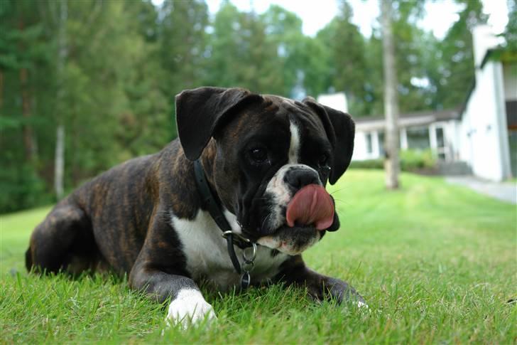 Boxer Freia (RIP) - i sommerhuset i Sverige aug. 07  billede 12