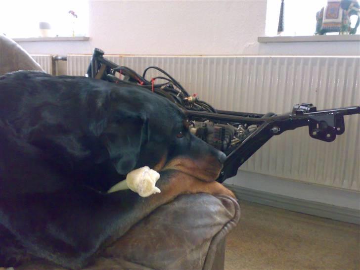 Rottweiler Kakestto's Cheetah *RIP* - Hund i sofaen med kødben :) billede 3