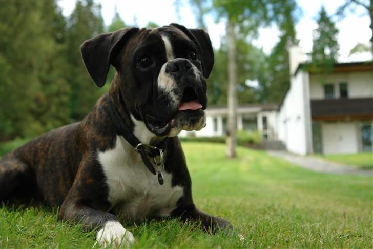Boxer Freia (RIP) - Aug. o7. Freia 1 år billede 13