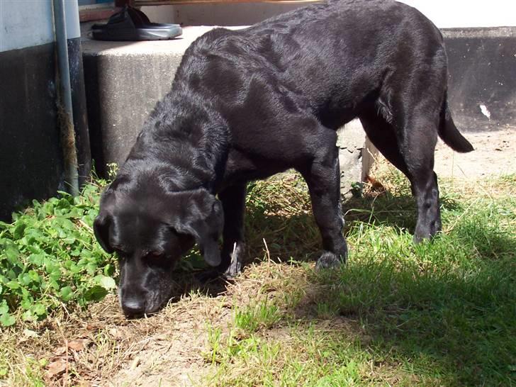 Labrador retriever Dolly *RIP* <3 billede 9