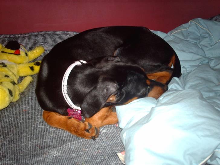 Dobermann Ana-bol - Så har man endelig kurven i fred....! billede 8