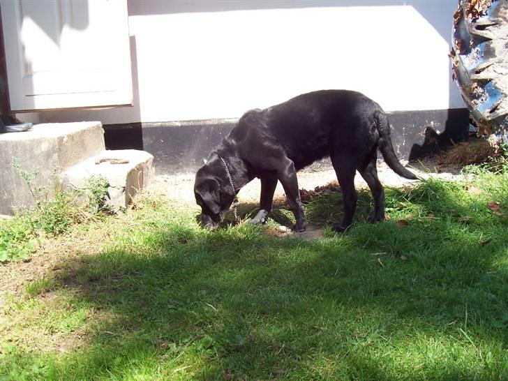 Labrador retriever Dolly *RIP* <3 - Dolly der lige snusser rundt . Man er jo ikke en hund for ingenting , vel da :P billede 10