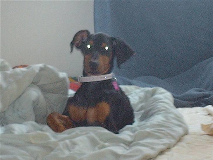 Dobermann Ana-bol - Ærgeligt det er så sløret  :-( billede 9