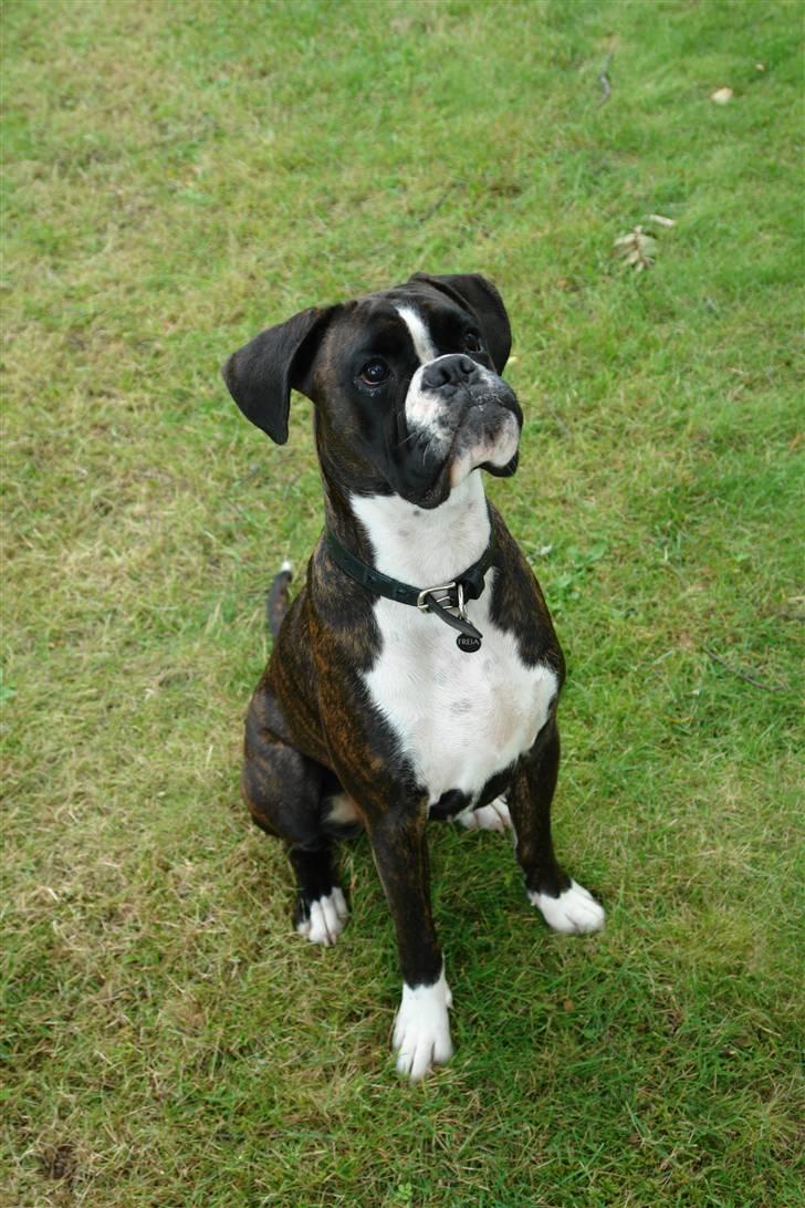 Boxer Freia (RIP) - Kast nu den bold, så vi kan komme VIDERE... billede 14
