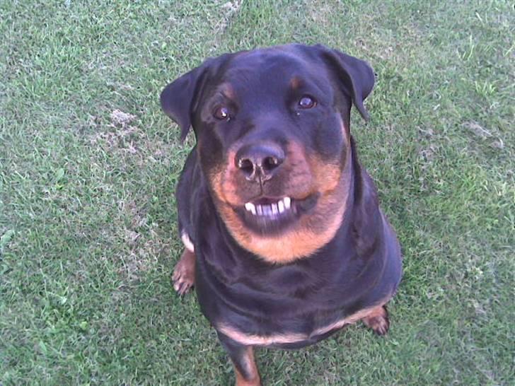 Rottweiler Kakestto's Cheetah *RIP* - Hun ser lidt sjov ud i hovedet her :P 4/8-07 billede 4