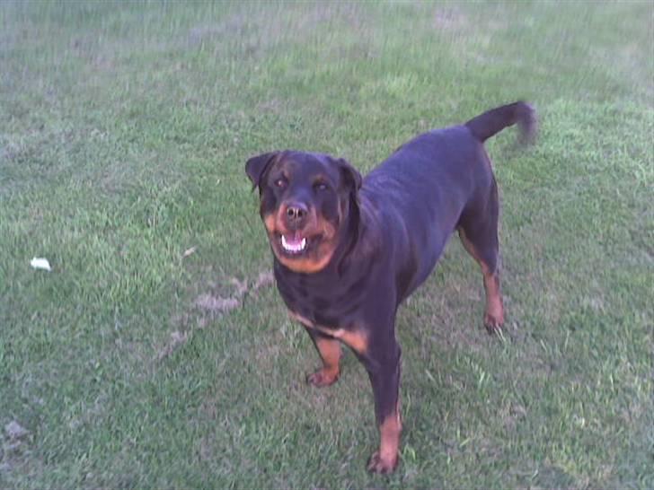 Rottweiler Kakestto's Cheetah *RIP* - "Kast nu bolden Moar!" :D 4/8-07 billede 5