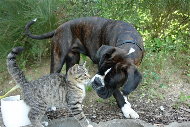 Boxer Freia (RIP) - Lille møs til lille mis billede 15