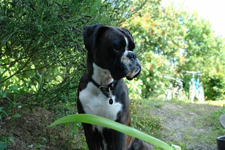 Boxer Freia (RIP) billede 16