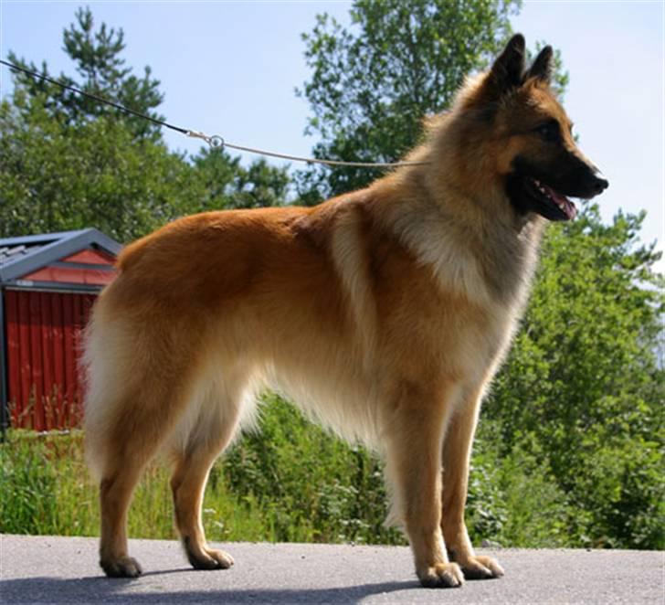 Tervueren Heierås Camaro - Camaro ute i stående posisjon billede 6