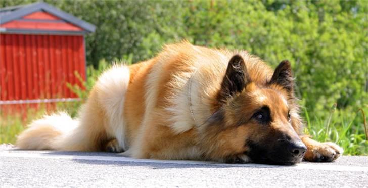 Tervueren Heierås Camaro - Camaro ute i liggende posisjon billede 7