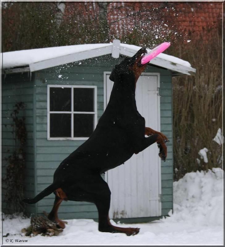 Dobermann *¤*Gaisha / Sasha*¤* billede 15