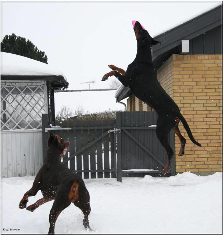 Dobermann *¤*Gaisha / Sasha*¤* billede 16