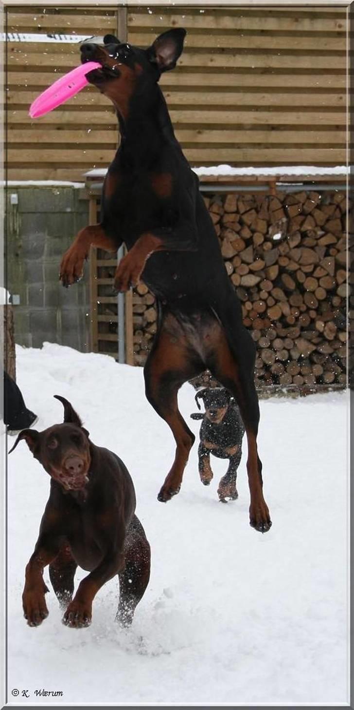 Dobermann *¤*Gaisha / Sasha*¤* billede 17