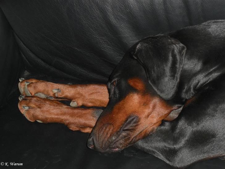 Dobermann *¤*Gaisha / Sasha*¤* billede 18
