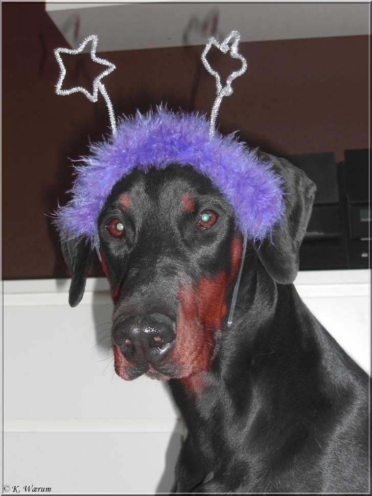 Dobermann *¤*Gaisha / Sasha*¤* - Fra venstre af: Davida, søster Chica, far Thor og Sasha Hvilken skønheder ;o))))) billede 19