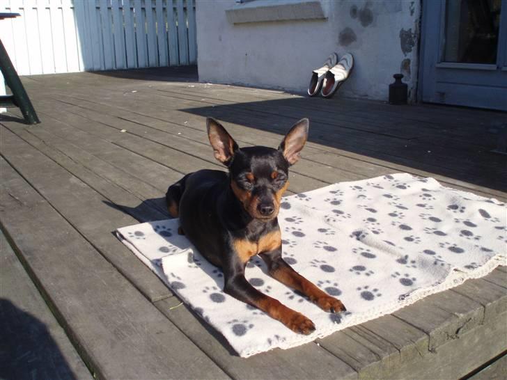 Dvaergpinscher arthur - hvor er mine solbriller? billede 9