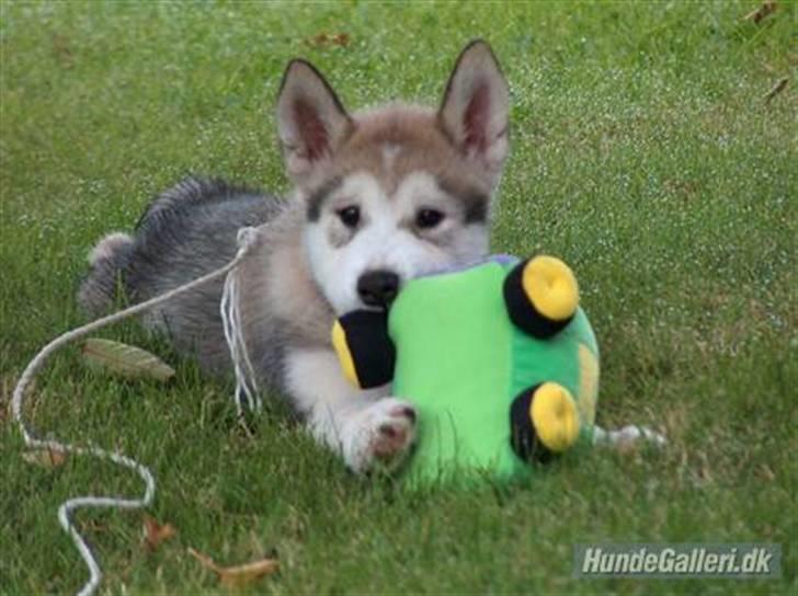 Blanding af racer Malou med 7 hvalpe:D - her et billede af lille Søjde er der ikke længere er helt så lille og flyttet hjemmefra:) billede 12