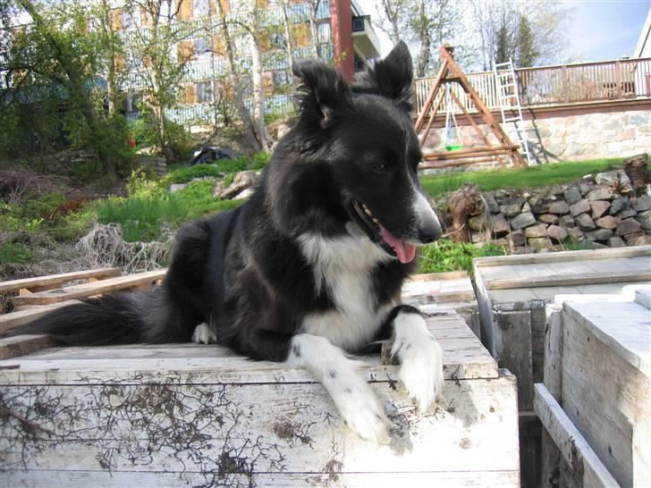 Border collie Chubby billede 1