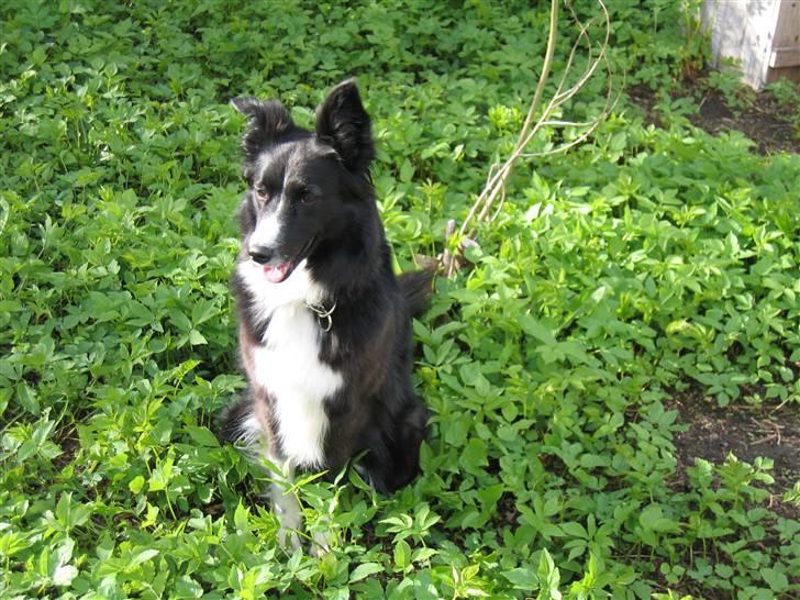 Border collie Chubby billede 2