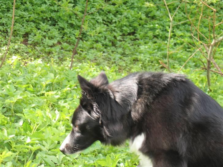 Border collie Chubby billede 3