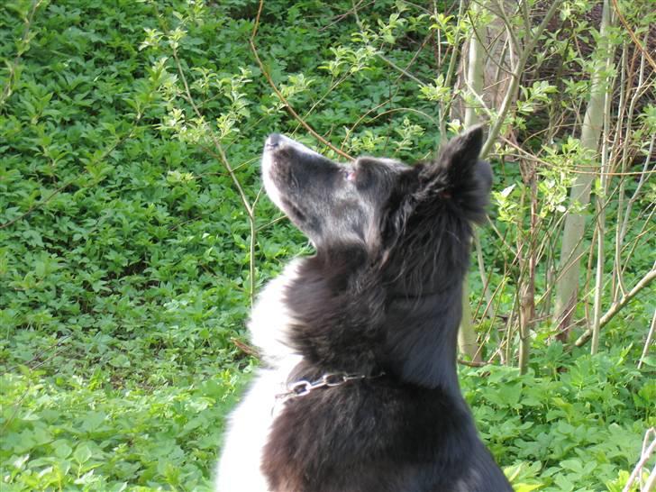 Border collie Chubby billede 4