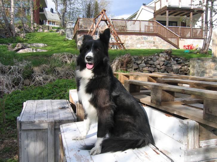 Border collie Chubby billede 5