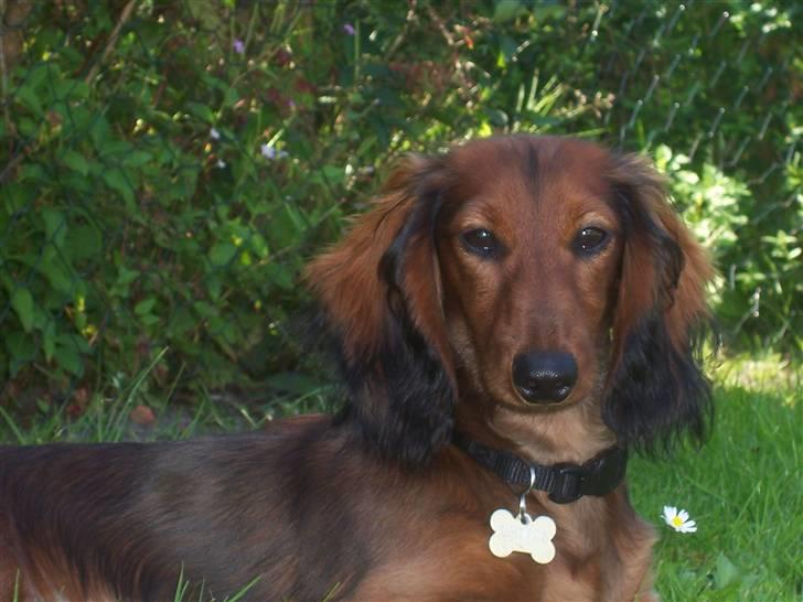 Dværggravhund Chivaz - Nu er du nede på mit niveau billede 14