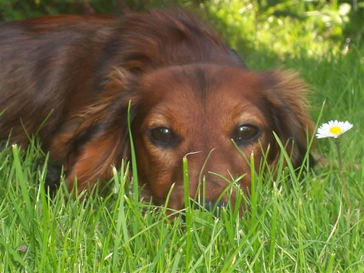 Dværggravhund Chivaz - Slapper af i græsset billede 15