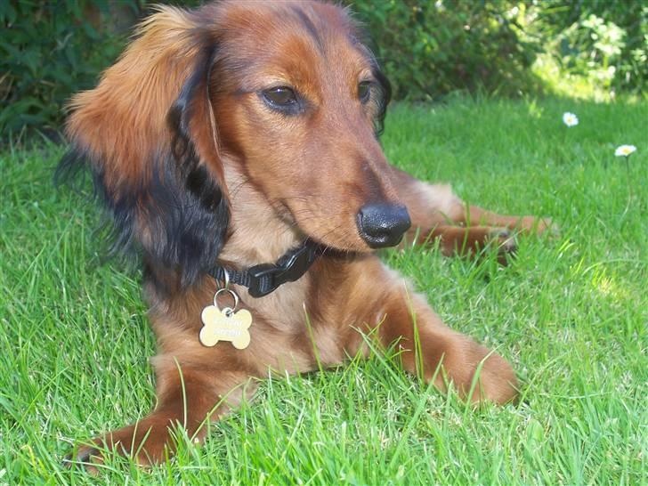 Dværggravhund Chivaz - Dejlig afslappende billede 16