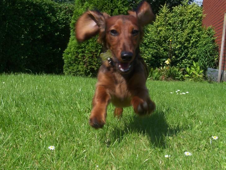 Dværggravhund Chivaz - Kommer løbende i fuld fir-spring billede 17