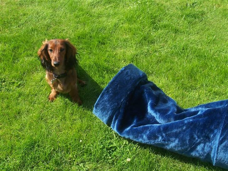 Dværggravhund Chivaz - Skal jeg gå igennem røret? billede 18