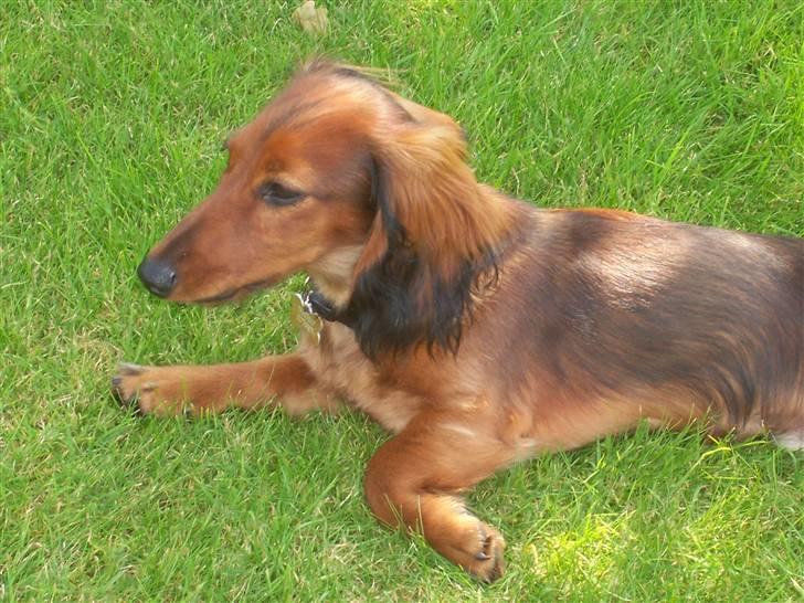 Dværggravhund Chivaz - Jeg ligger lige i græsset billede 19