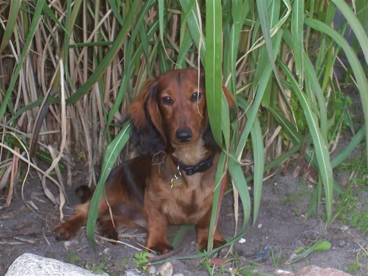 Dværggravhund Chivaz - Se mig, jeg står ved elefantgræsset billede 20