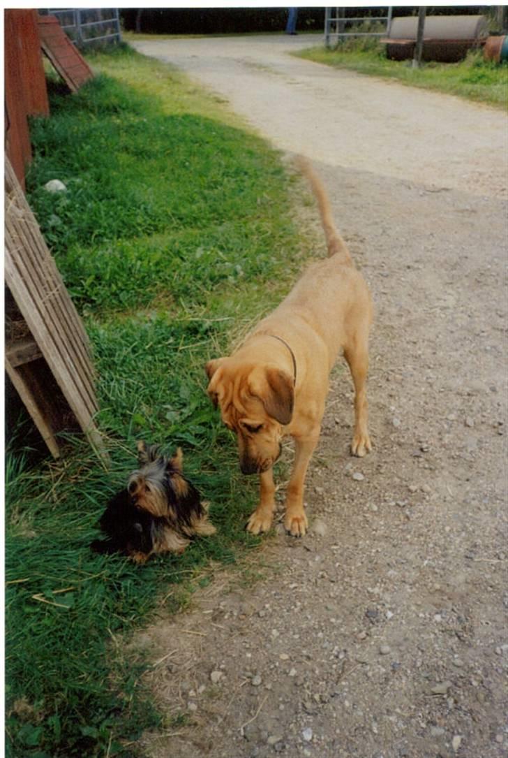 Broholmer Frigga R.I.P. Friksen... - Frigga leger med en "vildfaren hund" billede 18