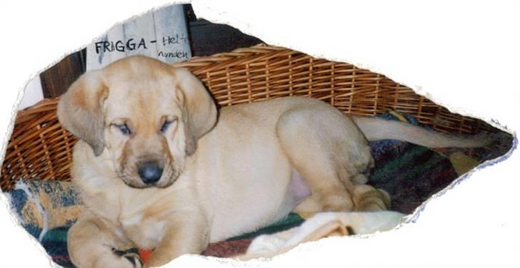 Broholmer Frigga R.I.P. Friksen... billede 19