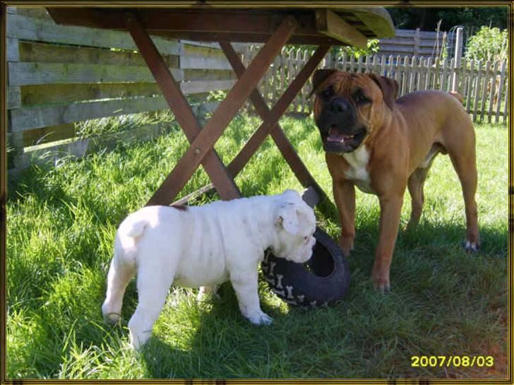 Olde english bulldogge Celest R.I.P billede 13