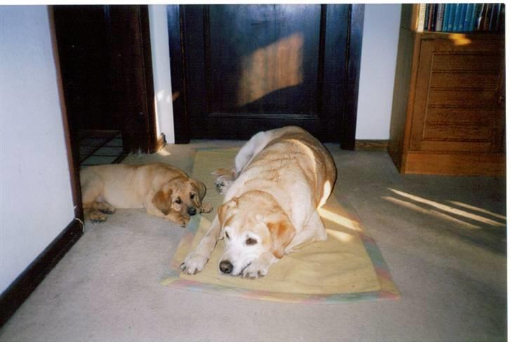 Broholmer Frigga R.I.P. Friksen... - Frigga sammen med vores gamle hund King der døde af alderdom og fedme billede 20