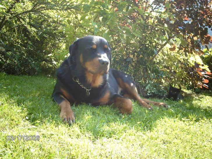 Blanding af racer sahan - Puha varmt i dag.. Så har sniget mig ind under busken for lidt skygge, mens mor slikke sol..! billede 20