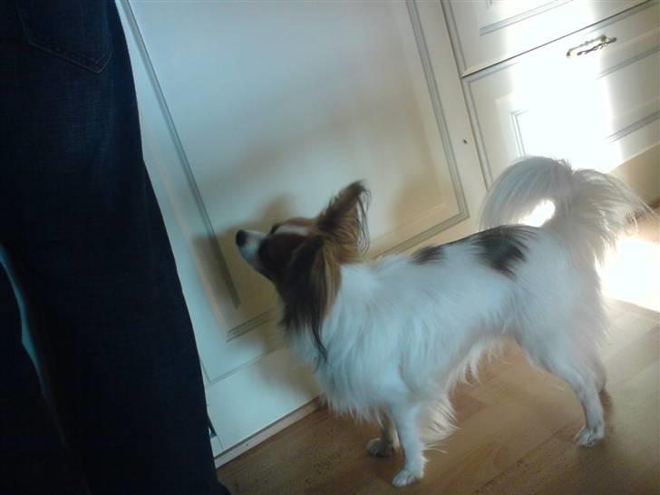 Papillon Tiger billede 12