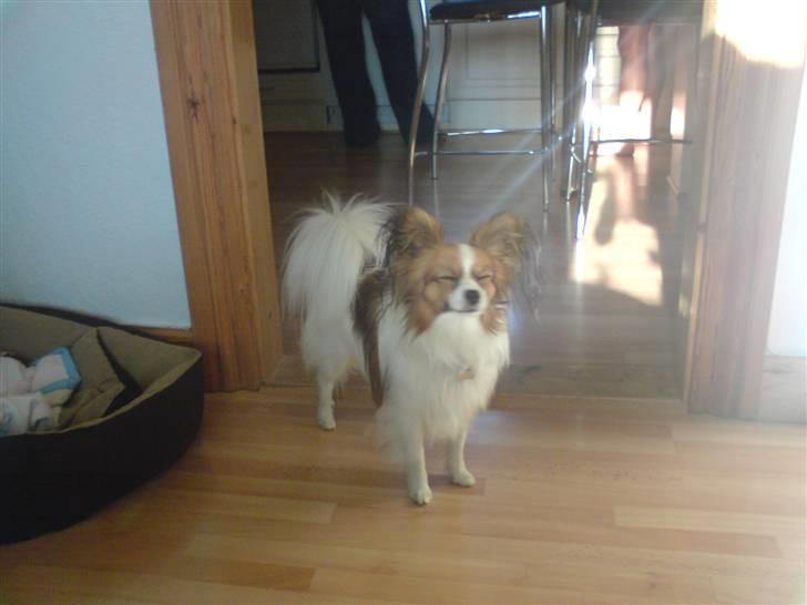 Papillon Tiger billede 13