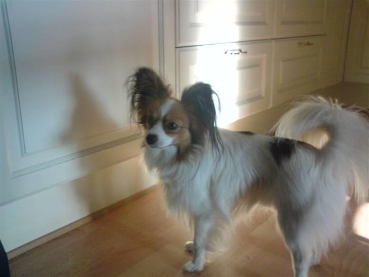 Papillon Tiger billede 14