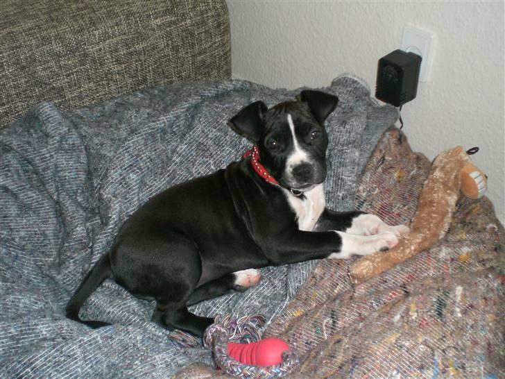 Amerikansk staffordshire terrier BAILY™ billede 5