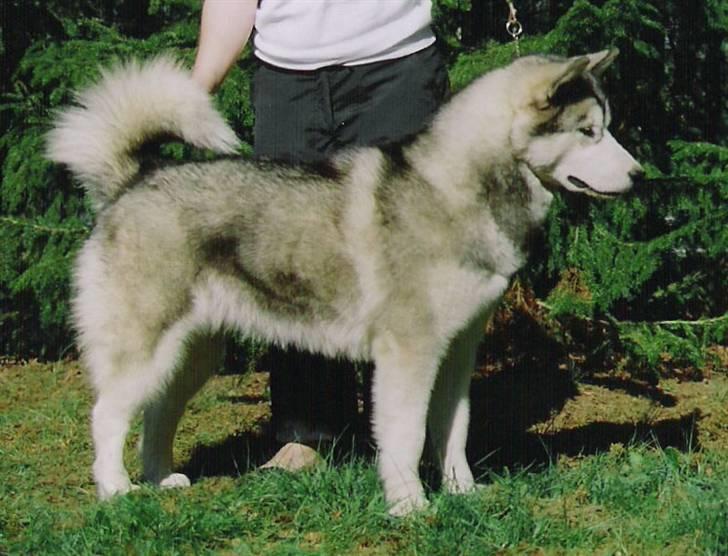 Alaskan malamute Lady  billede 16