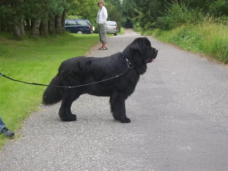 Newfoundlænder Maximus død juli 2008 fra - er jeg ikke flot, er lige blevet vejet, 64 kg... billede 8