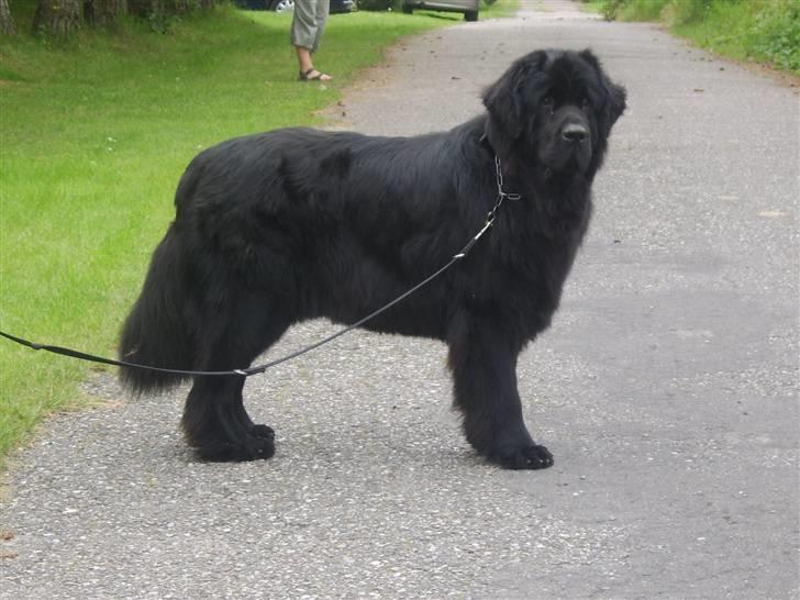 Newfoundlænder Maximus død juli 2008 fra - er jeg ikke flot? billede 9