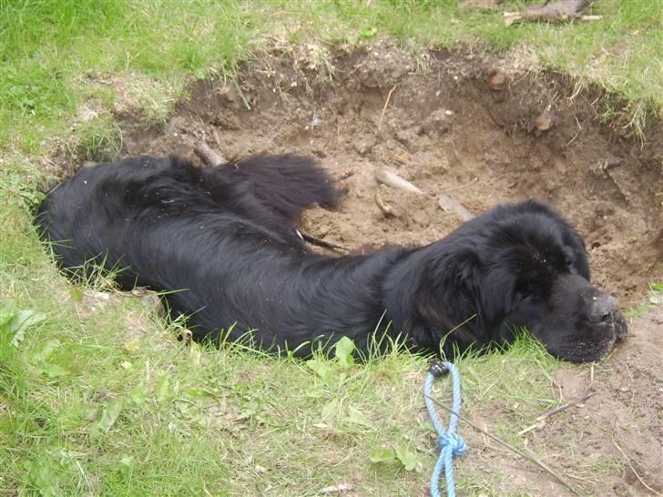 Newfoundlænder Maximus død juli 2008 fra - der er ikke noget bedre end et køligt jordhul. billede 10