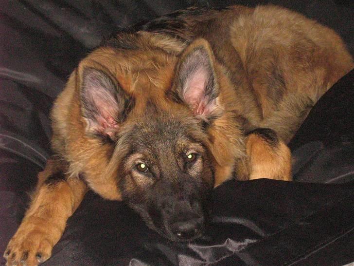 Schæferhund Bayogi´s Master - Min dejlige pude billede 1