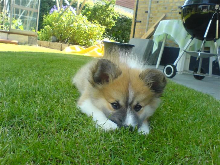Islandsk fårehund mickey billede 8